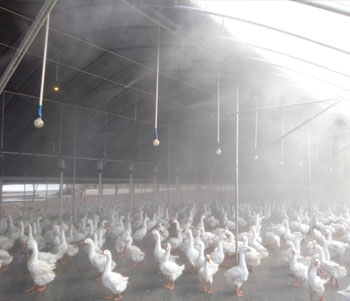 养殖场喷雾除臭消毒降温案例